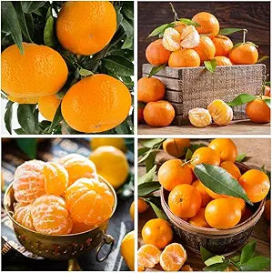 100 Pcs