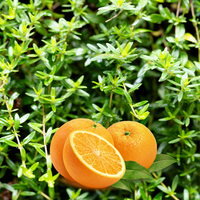 Orange Thyme Seeds – Thymus vulgaris Fragrantissimus Orangelo Variety