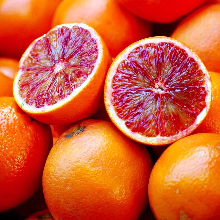 Orange tree with ripe fruit