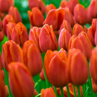 Orange Tulips Blooming Along Garden Border