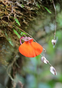 Orange Utricularia Seeds For Planting