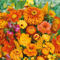 Malve Flower Seeds Mix – Yellow, White, Light Orange, and Orange-Red Colors