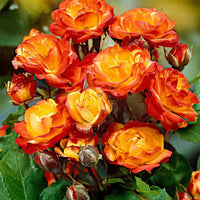 Deep Orange Climbing Rose Seeds – Cottage Garden Essential Heirloom & NonGMO
 
 Sale