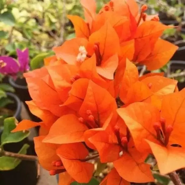 Orange Pink Bougainvillea Flower seeds for Planting Wildflower Mix Heirloom & GMO Free Seeds for Home Garden