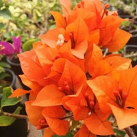 Orange Pink Bougainvillea Flower seeds for Planting Wildflower Mix Heirloom & GMO Free Seeds for Home Garden