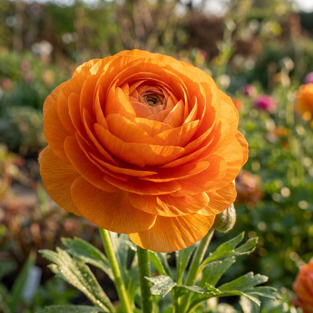 Persian Buttercup Flower seeds for Planting - Drought Tolerant, Heirloom & GMO Free Seeds for Home Garden