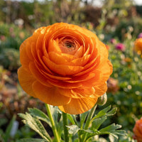 Persian Buttercup Flower seeds for Planting - Drought Tolerant, Heirloom & GMO Free Seeds for Home Garden