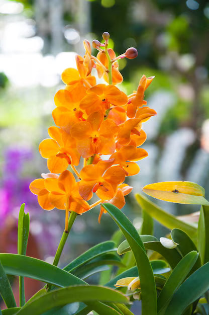 Orange Cattleya Orchid Seeds for Planting  Stunning Garden Flowers