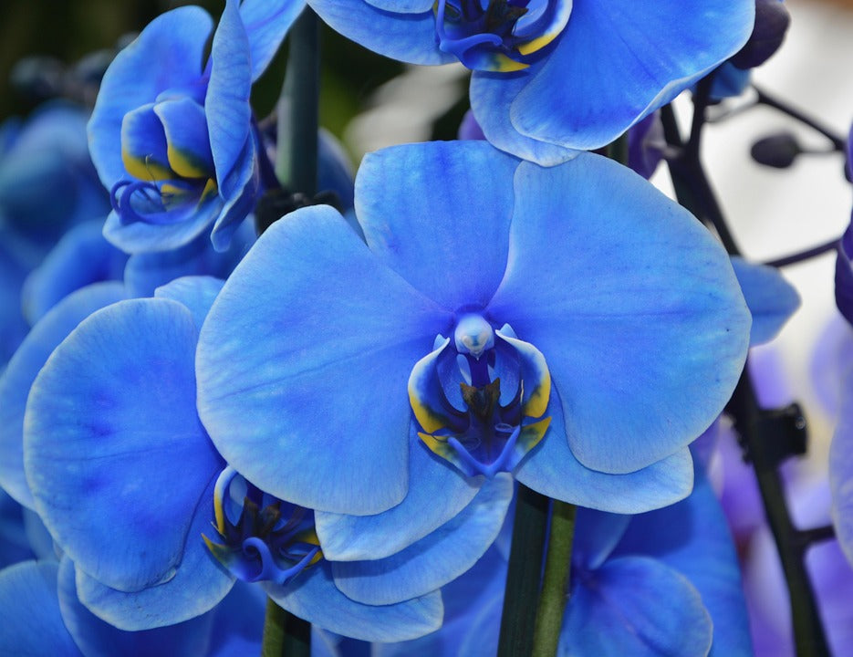 Blue-Purple Phalaenopsis Orchid Seeds Flower seeds for Planting - Perfect for Borders, Heirloom & GMO Free Seeds for Home Garden