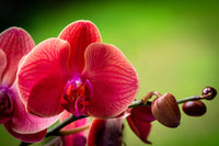 Phalaenopsis Orchid Flower seeds for Planting - Shade Tolerant, Heirloom & GMO Free Seeds for Home Garden