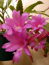 Chiapasia Nelsonii Flower seeds for Planting Seasonal Bloomer Heirloom & GMO Free Seeds for Home Garden 
 
 Sale