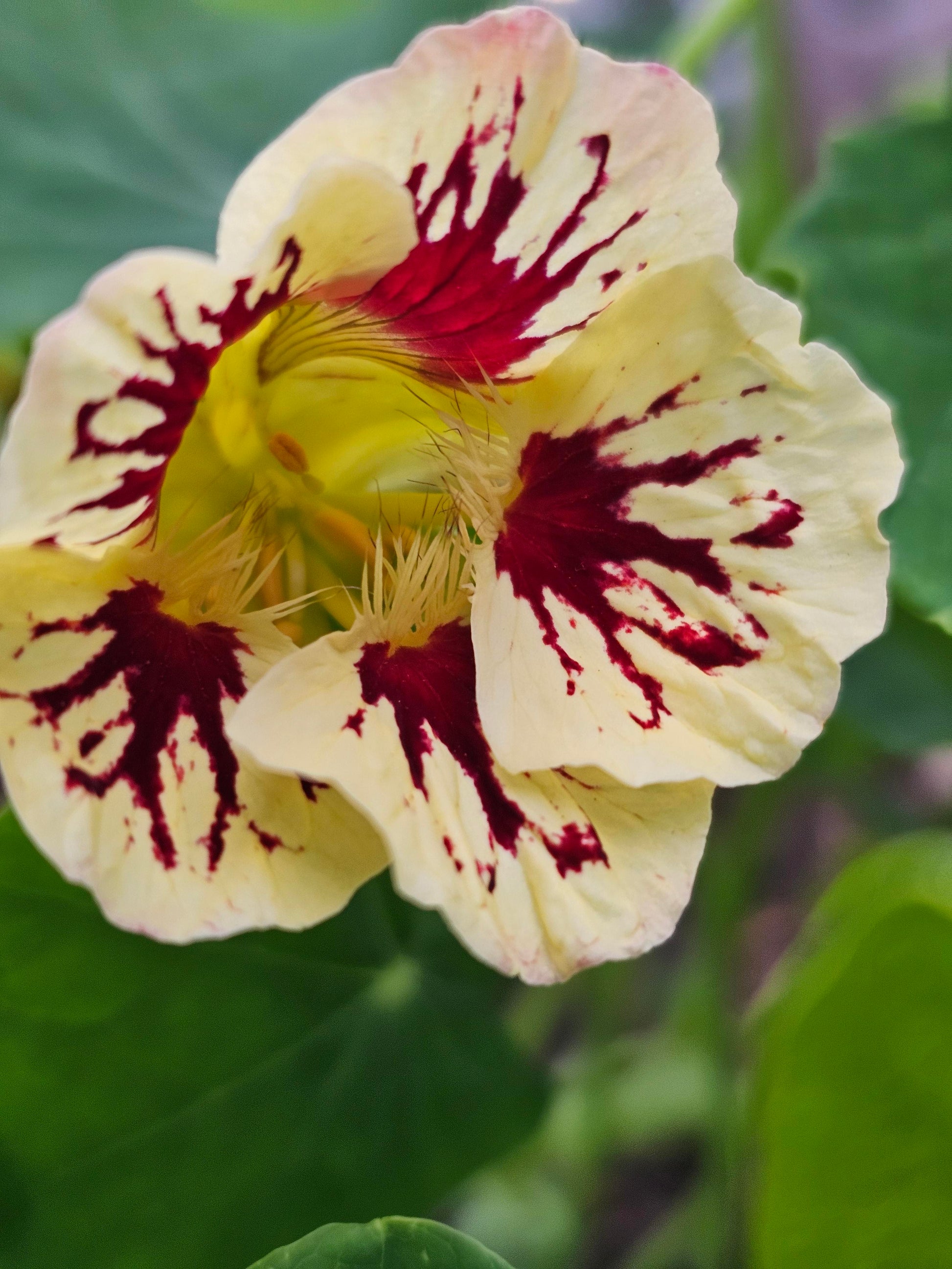Cream Ladybird Flower seeds for Planting - Wildflower Mix, Heirloom & GMO Free Seeds for Home Garden