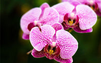 Pink Hydroponic Orchid Flower seeds for Planting - Seasonal Bloomer, Heirloom & GMO Free Seeds for Home Garden