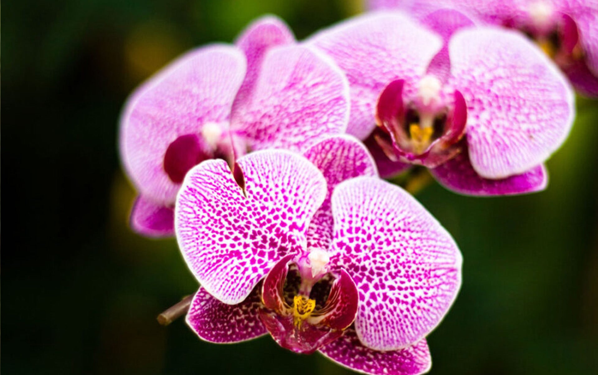 Mix Phalaenopsis Orchid Flower seeds for Planting Wildflower Mix Heirloom & GMO Free Seeds for Home Garden
 
 Sale