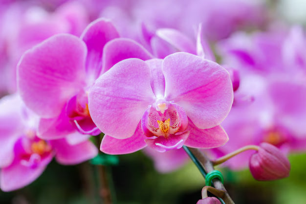 Violet Hydroponic Orchid Flower seeds for Planting - Bright Blooms, Heirloom & GMO Free Seeds for Home Garden