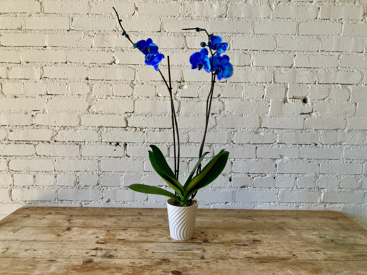 Blue Phalaenopsis Flower Seeds for Planting
