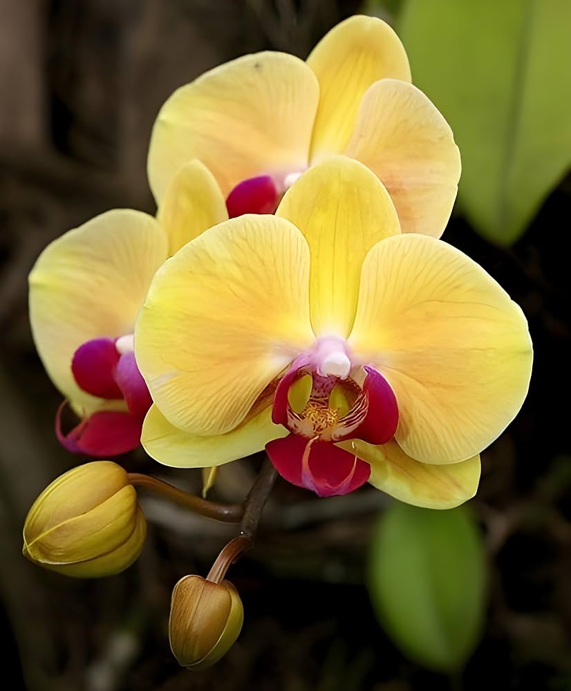 Butterfly Orchid Plant