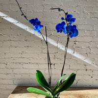 Blue Phalaenopsis Flower Seeds for Planting