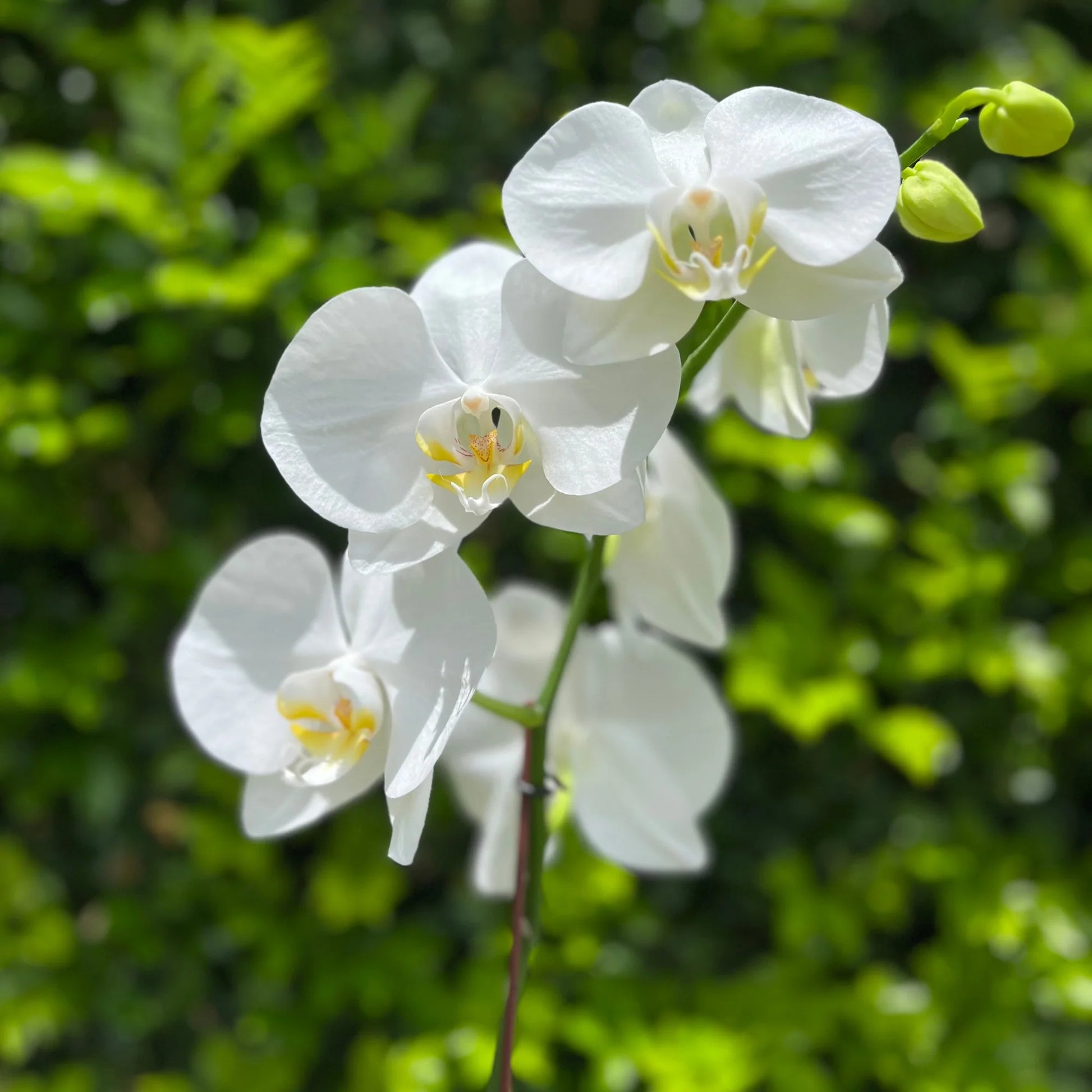 Green White Phalaenopsis Flower Seeds for Planting Hardy Variety Heirloom & GMO Free Seeds for Home Garden
 
 Sale