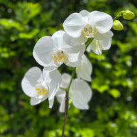 Green White Phalaenopsis Flower Seeds for Planting Hardy Variety Heirloom & GMO Free Seeds for Home Garden
 
 Sale
