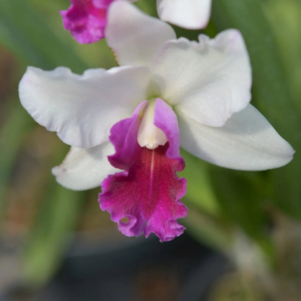 Pink White Cattleya Hybrida Flower seeds for Planting - Perfect for Borders, Heirloom & GMO Free Seeds for Home Garden