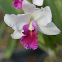 Pink White Cattleya Hybrida Flower seeds for Planting - Perfect for Borders, Heirloom & GMO Free Seeds for Home Garden