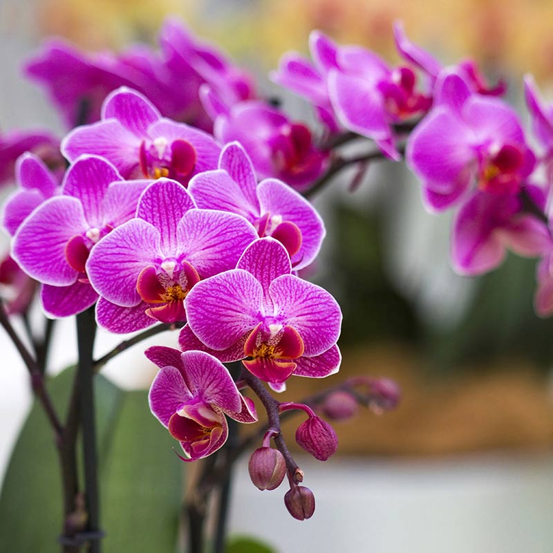 Violet Hydroponic Orchid Seeds for Easy Planting