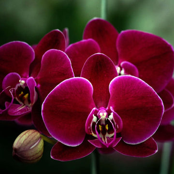 Maroon Phalaenopsis Orchid Flower seeds for Planting - Vibrant Colors, Heirloom & GMO Free Seeds for Home Garden