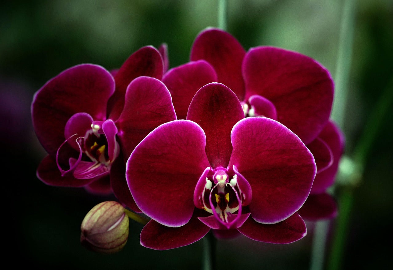 Marron Phalaenopsis Orchid Flower seeds for Planting Easy to Grow Heirloom & GMO Free Seeds for Home Garden 
 
 Sale