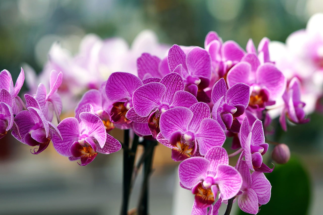 White Violet Butterfly Orchid Flower seeds for Planting - Easy to Grow, Heirloom & GMO Free Seeds for Home Garden