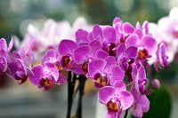 White Violet Butterfly Orchid Flower seeds for Planting - Easy to Grow, Heirloom & GMO Free Seeds for Home Garden