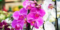 Pink (Pink Red) seeds for planting in home garden