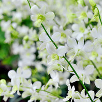 White Dendrobium Flower seeds for Planting - Easy to Grow, Heirloom & GMO Free Seeds for Home Garden
