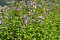 Oregano Origanum Vulgare Seedlings Sprouting in Garden Pots
