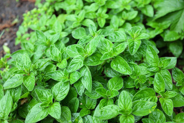 Oregano Seeds Origanum Vulgare Purple Butterfly Flowers