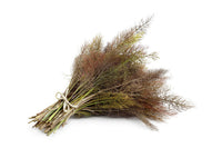 Packet of Organic Bronze Fennel non-GMO seeds