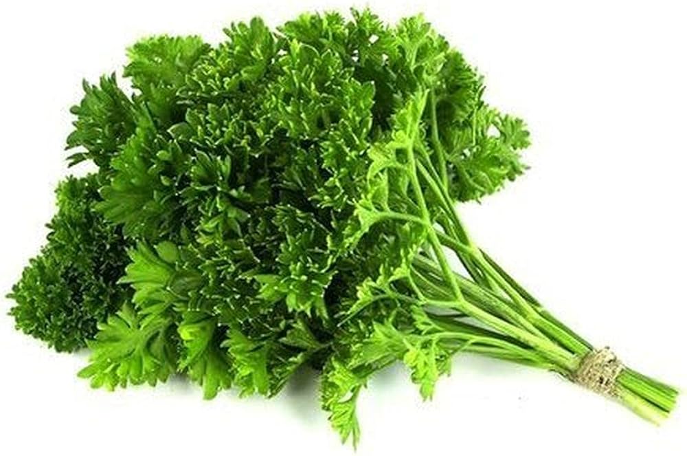 Organic Coriander seeds Coriandrum sativum ornamental herb
