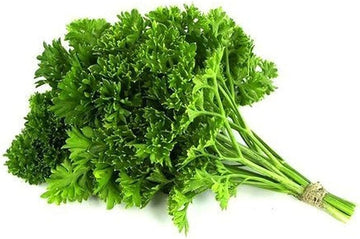 Organic Coriander seeds Coriandrum sativum ornamental herb