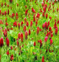 Organic Red Trifolium Incarnatum Flower seeds for Planting Vibrant Colors Heirloom & GMO Free Seeds for Home Garden 
 
 Sale
