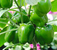 Organic heirloom Emerald Giant bell pepper seeds