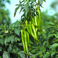 Organic pepper seeds for home gardens