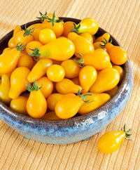 Organic heirloom Yellow Pear tomatoes on the vine