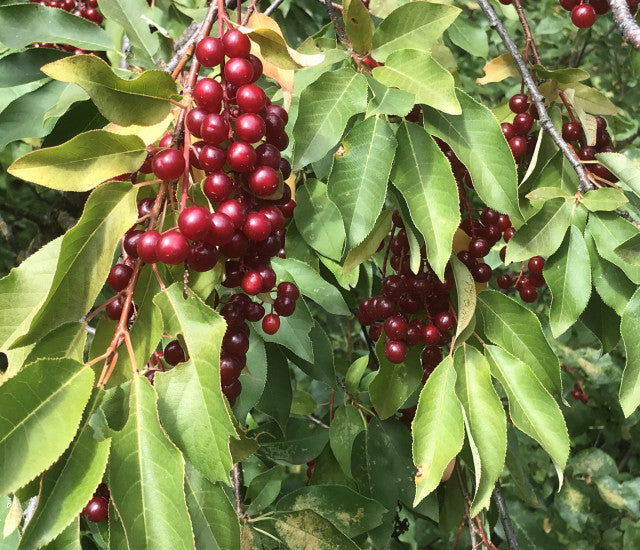 Chokecherry Seeds for Planting