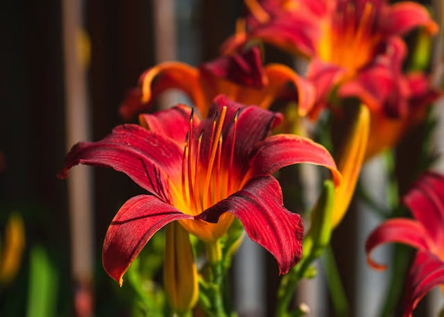 Yellow Red Lilium Flower seeds for Planting - Hardy Variety, Heirloom & GMO Free Seeds for Home Garden