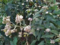 Green Balsamifera Flower seeds for Planting - Shade Tolerant, Heirloom & GMO Free Seeds for Home Garden
 
 Sale