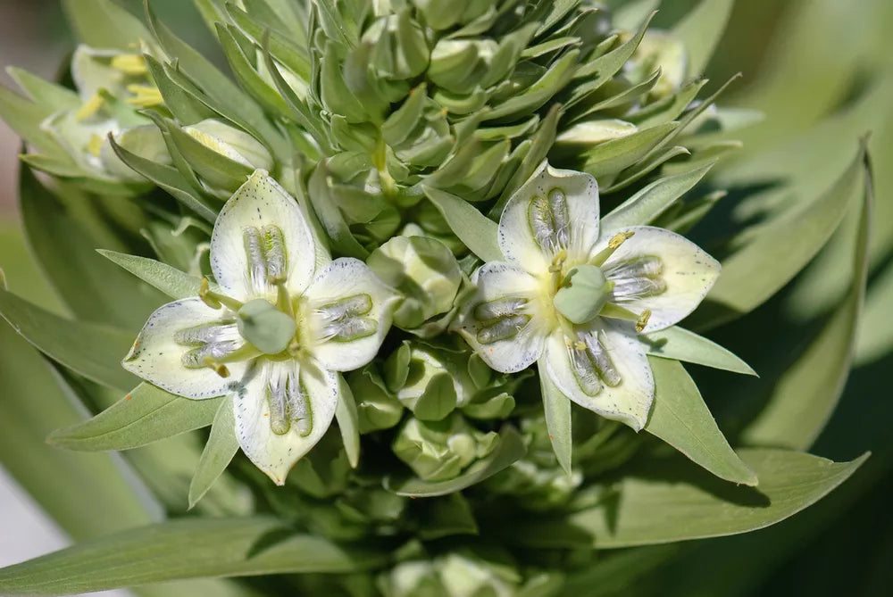 Green Gentian Flower Seeds for Planting Vibrant Colors Heirloom & GMO Free Seeds for Home Garden
 
 Sale
