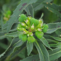 Green Poinsettia Flower seeds for Planting Hardy Variety Heirloom & GMO Free Seeds for Home Garden 
 
 Sale