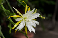 Yellow White Nopalxochia Seeds Easy to Grow Heirloom & GMO Free Seeds for Home Garden
 
 Sale