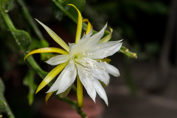 Yellow White Nopalxochia Seeds Easy to Grow Heirloom & GMO Free Seeds for Home Garden
 
 Sale