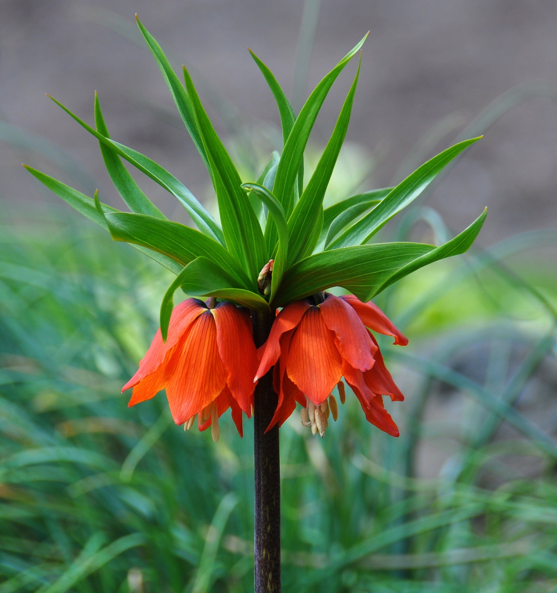 Fritillaria Imperialis Flower Seeds Orange Flower seeds for Planting - Easy to Grow, Heirloom & GMO Free Seeds for Home Garden